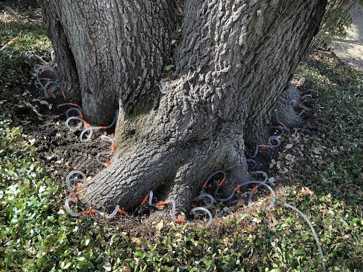 Detailed Tree Cabling and Bracing job site in Madisonville